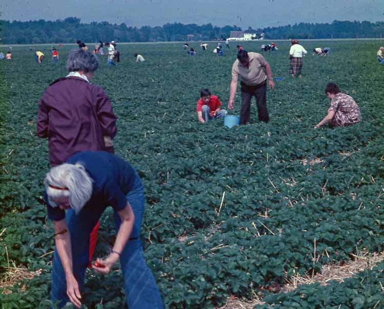 picking strawberries